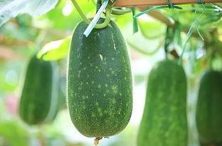 伏天吃哪三瓜,清凉一夏，健康养生